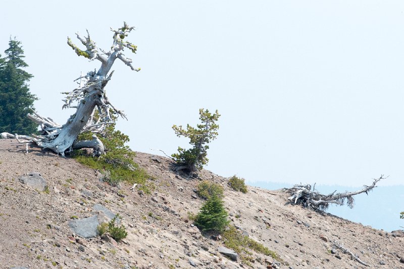 20150824_125514 D4S.jpg - Stunted trees because of severe weather, Crater Lake